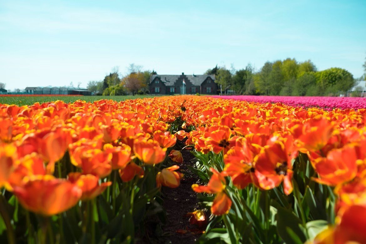 Urlaub S&uuml;dholland Tulpenfelder
